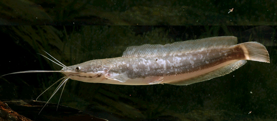 图3.革胡子鲇（Clarias lazera）.png