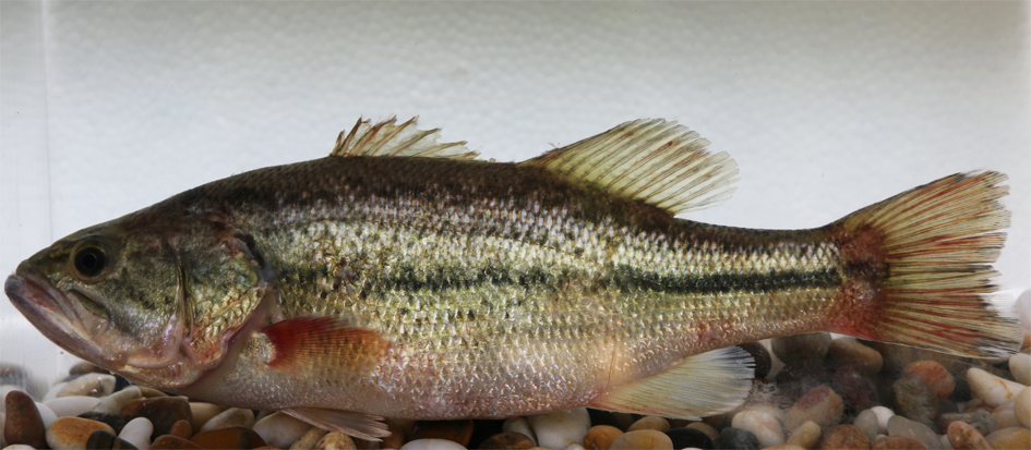 图25.大口黑鲈（Micropterus salmoides）.png